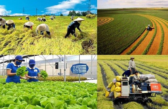 Vai trò quan trọng của ngành nông nghiệp nông thôn