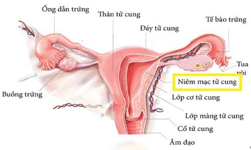 ăn gì tốt cho tử cung
