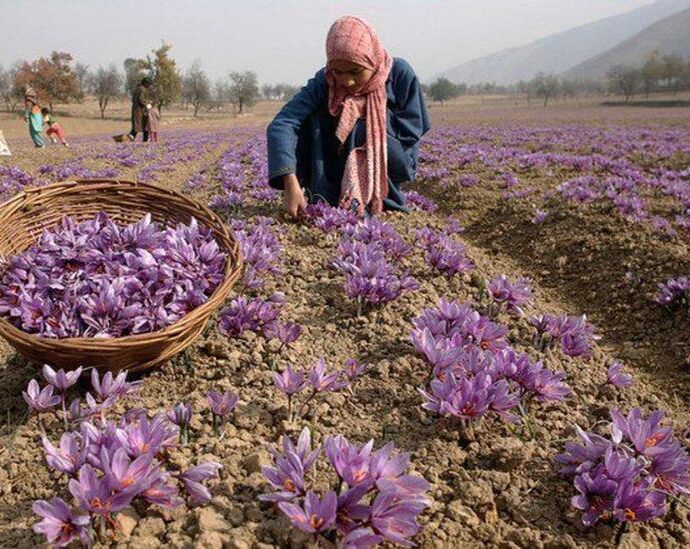 Trồng cây độc lạ làm giàu