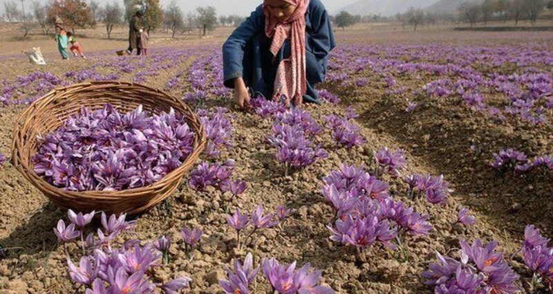 Trồng cây độc lạ làm giàu