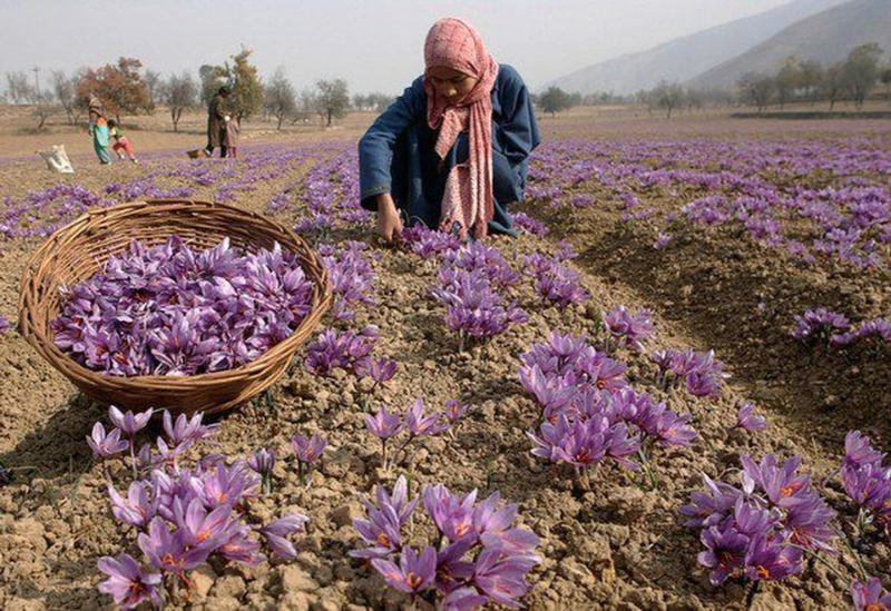 Trồng cây độc lạ làm giàu